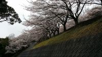 相生山手の墓地公園を撮影　雨上がりの桜